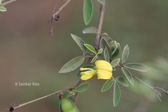 Cajanus cajanifolius